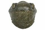 Wide, Curled Pedinopariops Trilobite - Excellent Eye Facets #372393-1